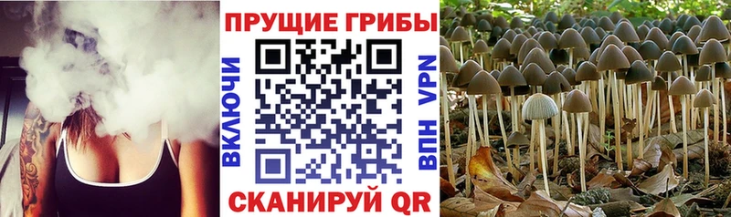 Псилоцибиновые грибы ЛСД  Купить  Наволоки 